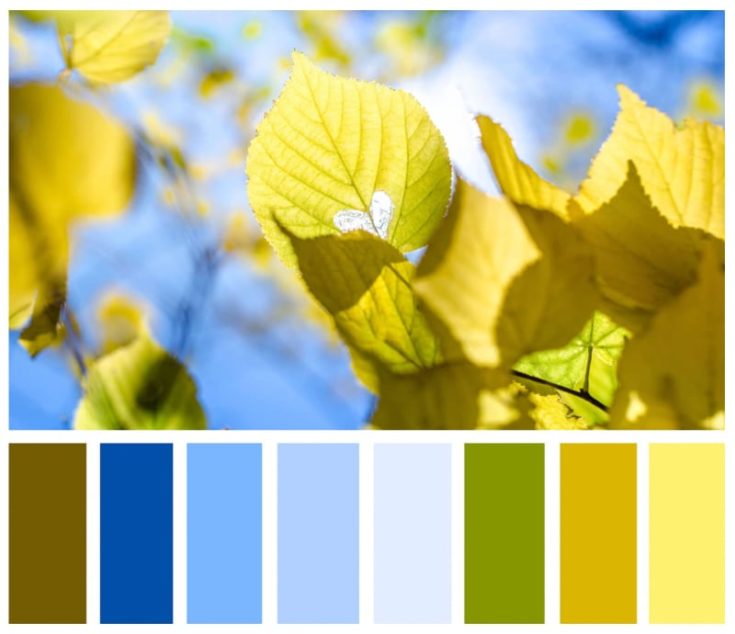 leaves and sky with matching color palette below containing blues, greens, and browns